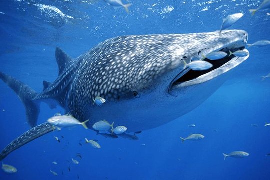 Tour image 4
